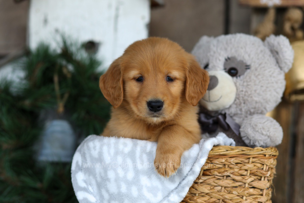Blaze Image of Blaze, a Golden Retriever puppy