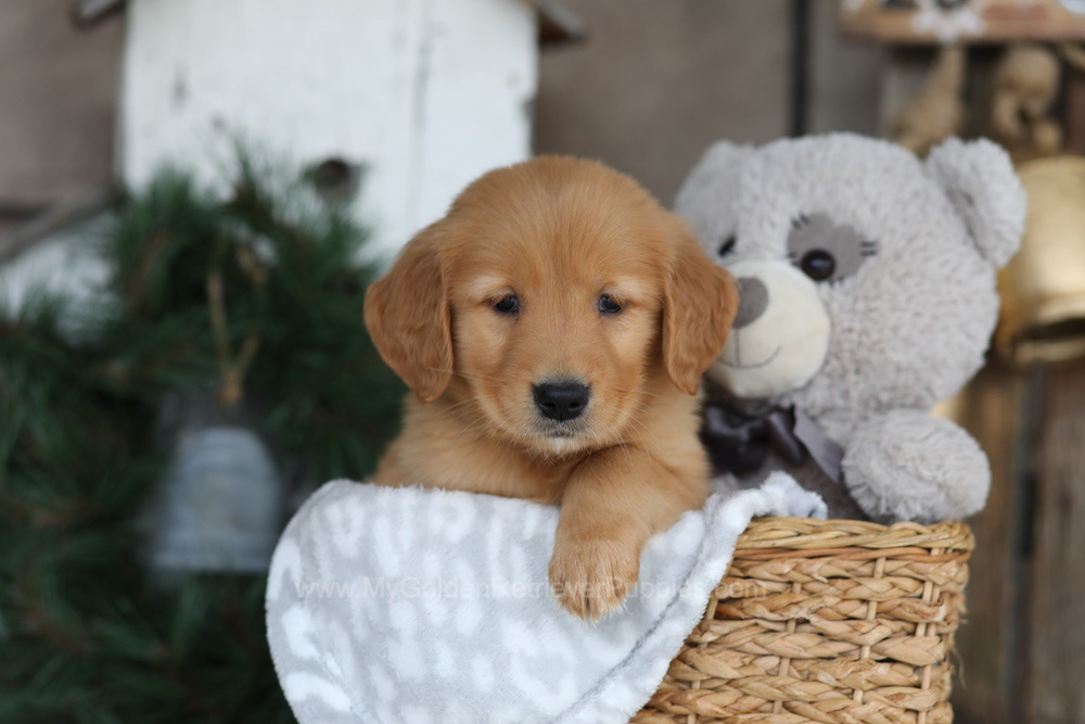 Blaze Image of Blaze, a Golden Retriever puppy