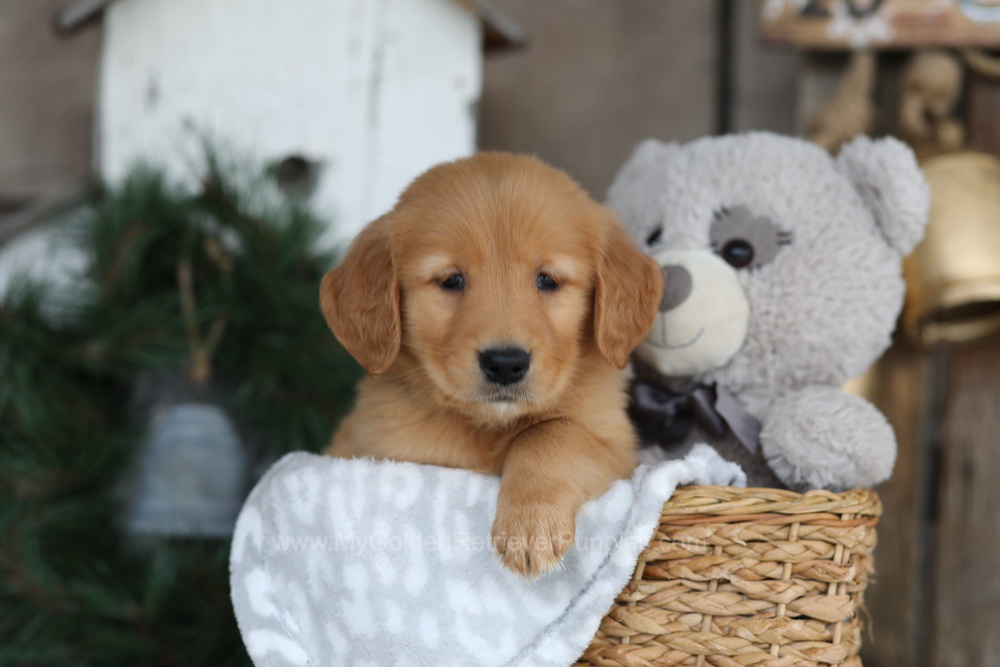 Blaze Image of Blaze, a Golden Retriever puppy
