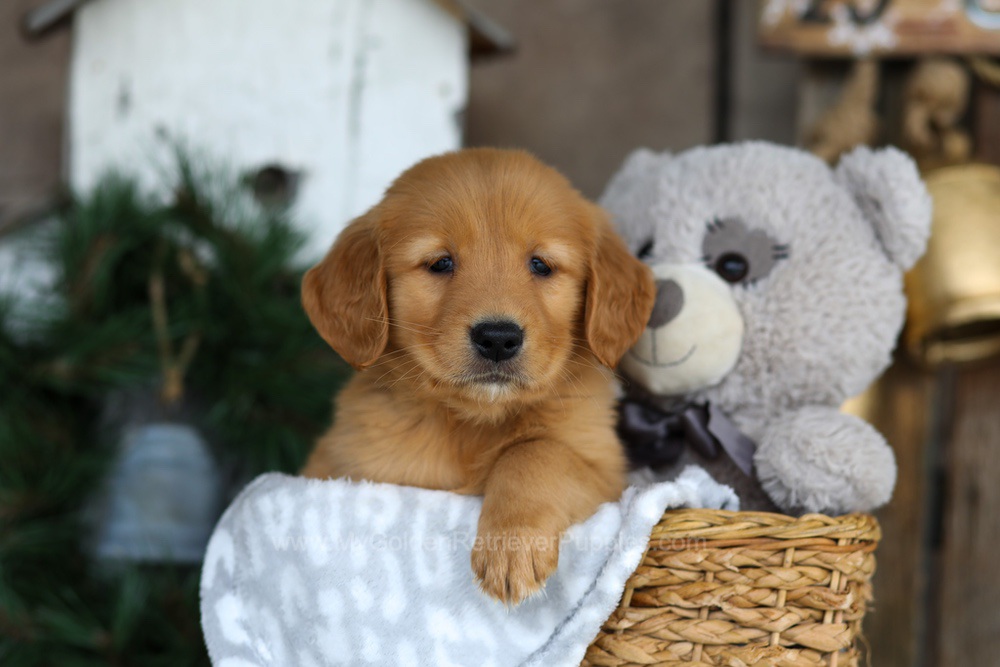 Blaze Image of Blaze, a Golden Retriever puppy