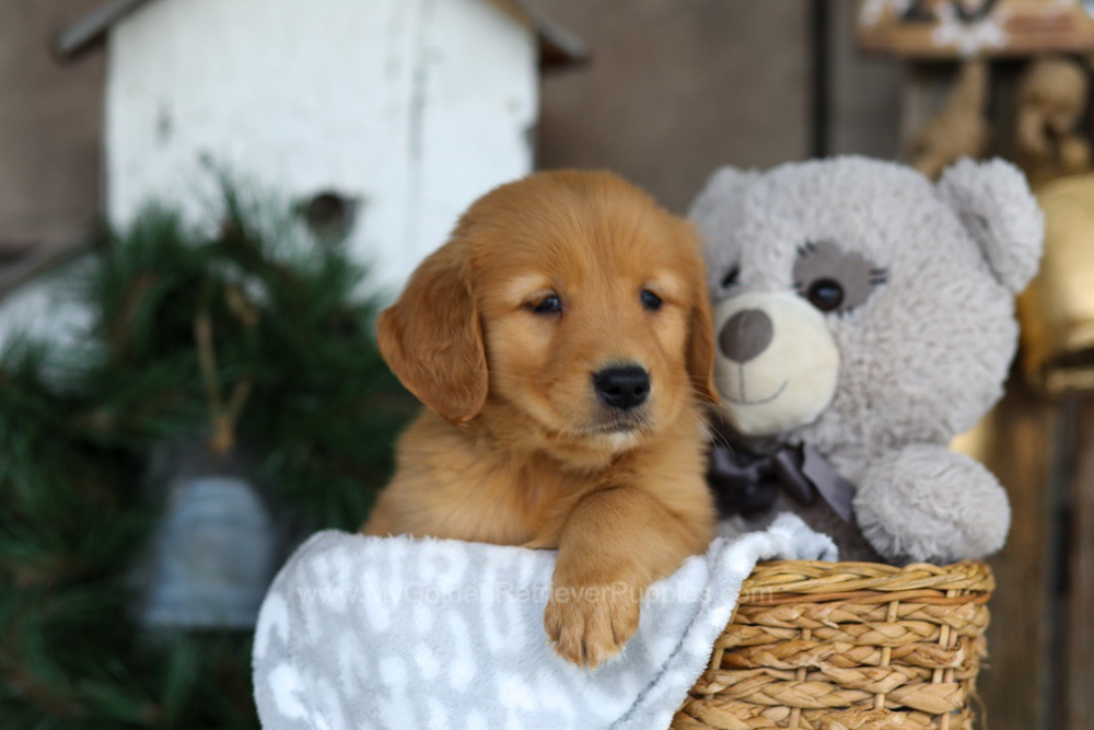 Blaze Image of Blaze, a Golden Retriever puppy