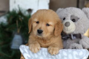 Image of Buddy, a Golden Retriever puppy