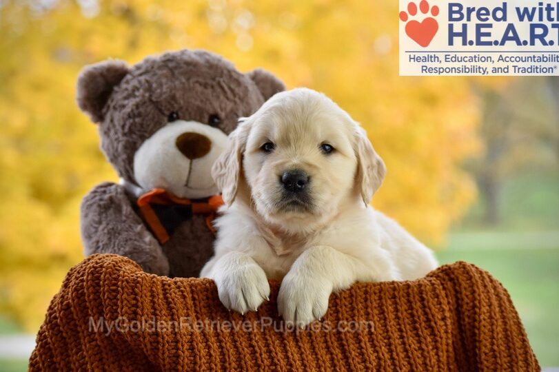 Cade Image of Cade, a Golden Retriever puppy