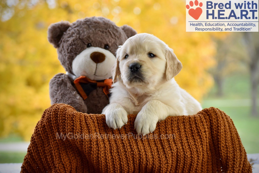Cade Image of Cade, a Golden Retriever puppy