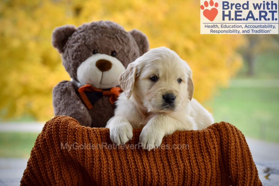Cade Image of Cade, a Golden Retriever puppy
