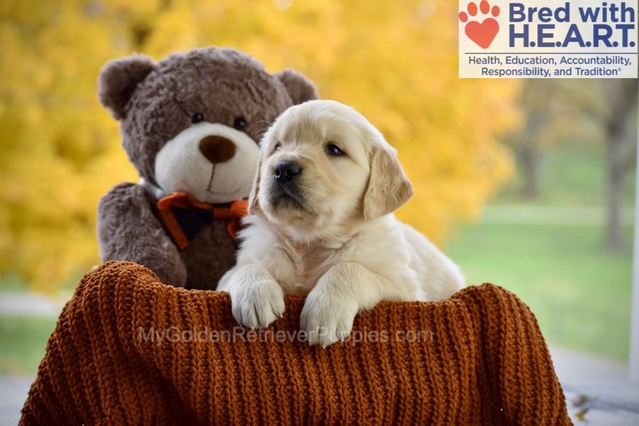 Cade Image of Cade, a Golden Retriever puppy