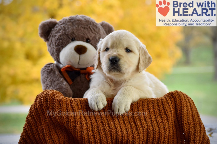 Cade Image of Cade, a Golden Retriever puppy