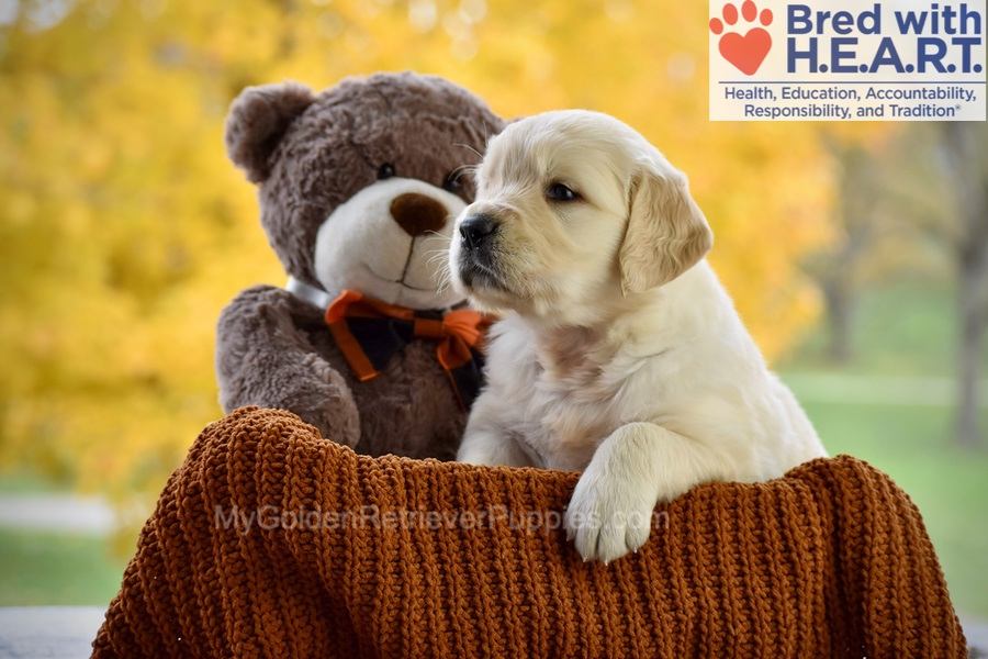 Cade Image of Cade, a Golden Retriever puppy