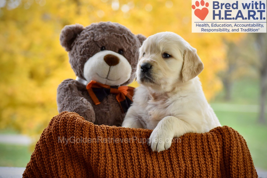 Cade Image of Cade, a Golden Retriever puppy