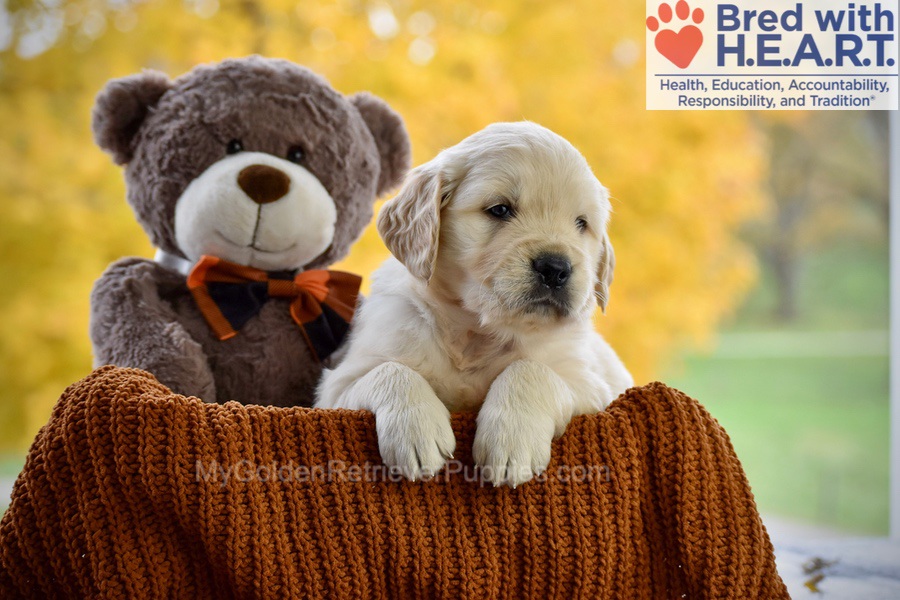 Cade Image of Cade, a Golden Retriever puppy
