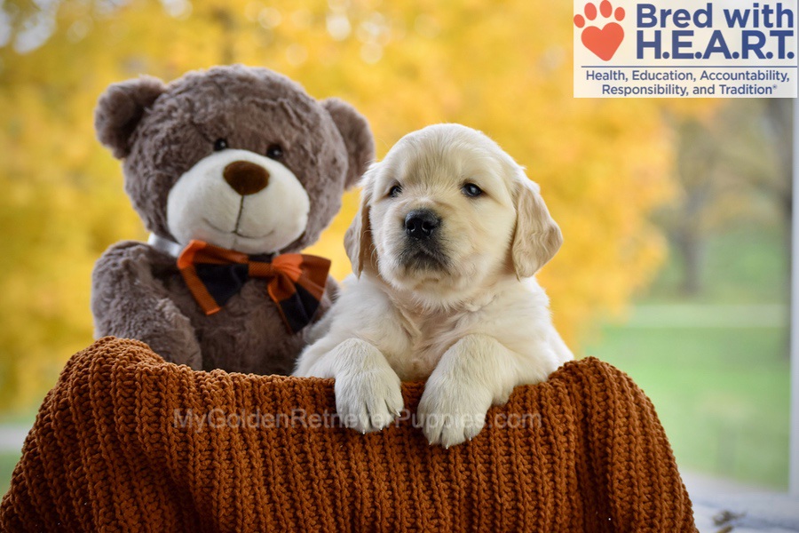 Cade Image of Cade, a Golden Retriever puppy