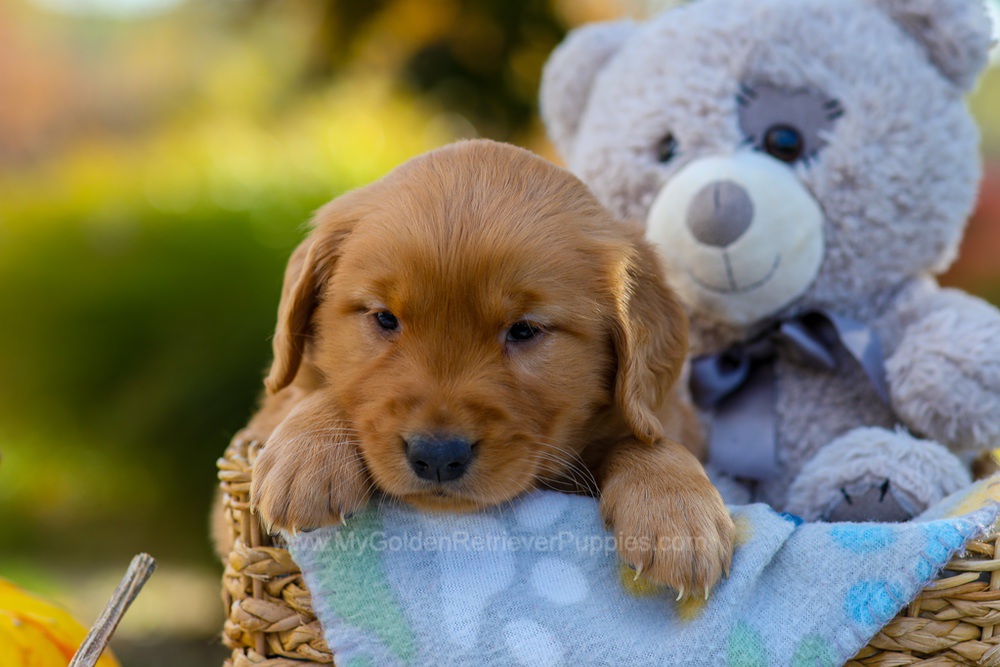 Cindy Image of Cindy, a Golden Retriever puppy