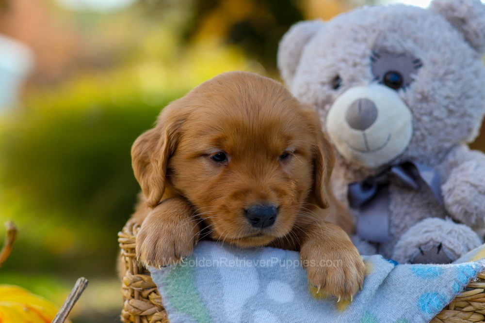 Cindy Image of Cindy, a Golden Retriever puppy