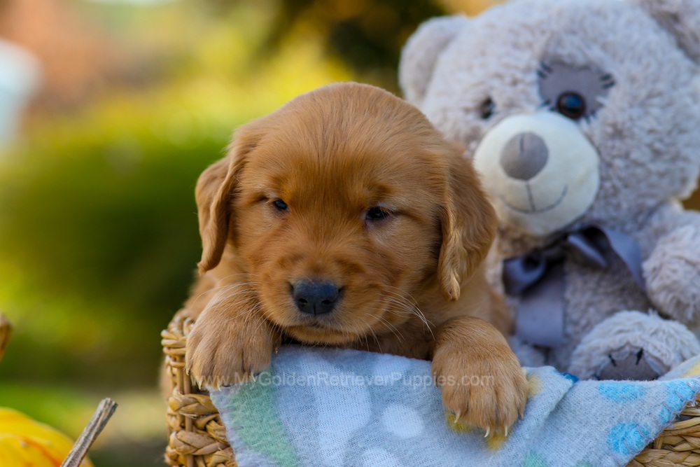 Cindy Image of Cindy, a Golden Retriever puppy