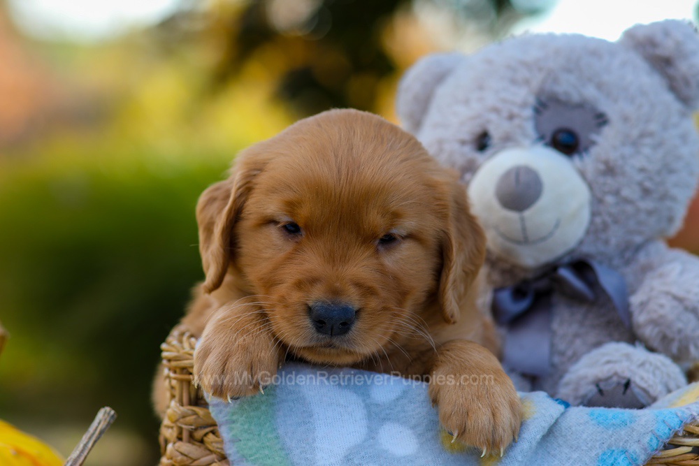 Cindy Image of Cindy, a Golden Retriever puppy