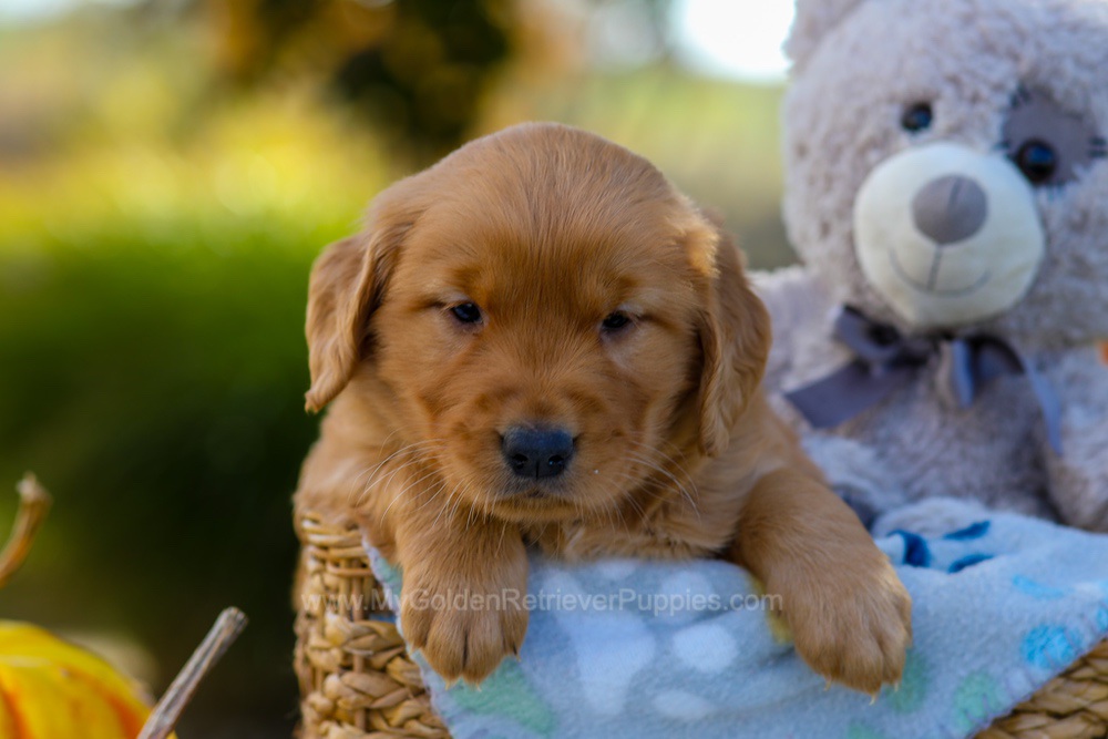 Cindy Image of Cindy, a Golden Retriever puppy
