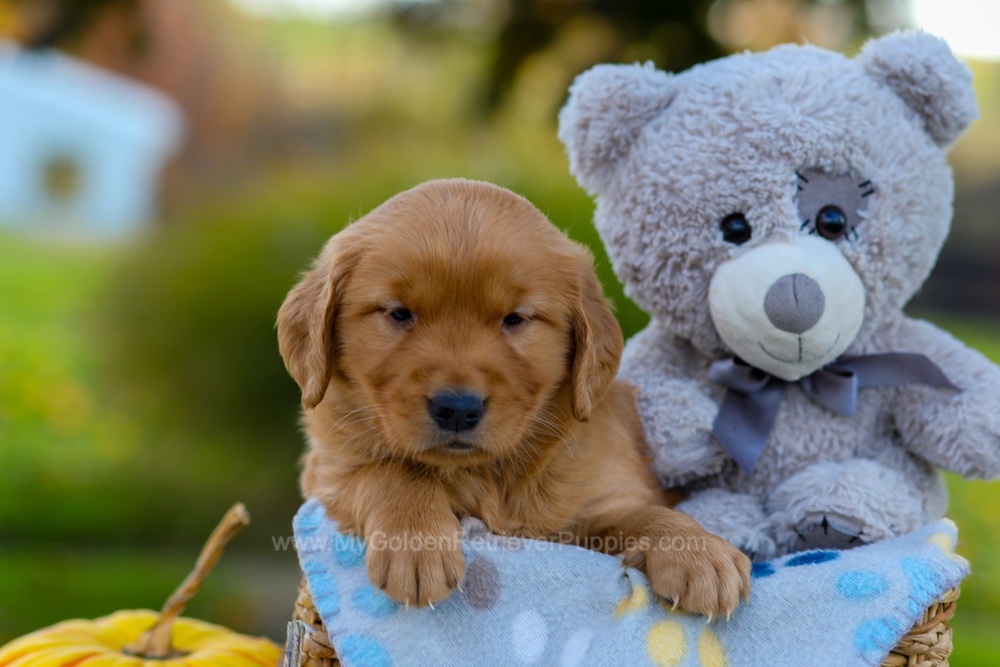 Cindy Image of Cindy, a Golden Retriever puppy