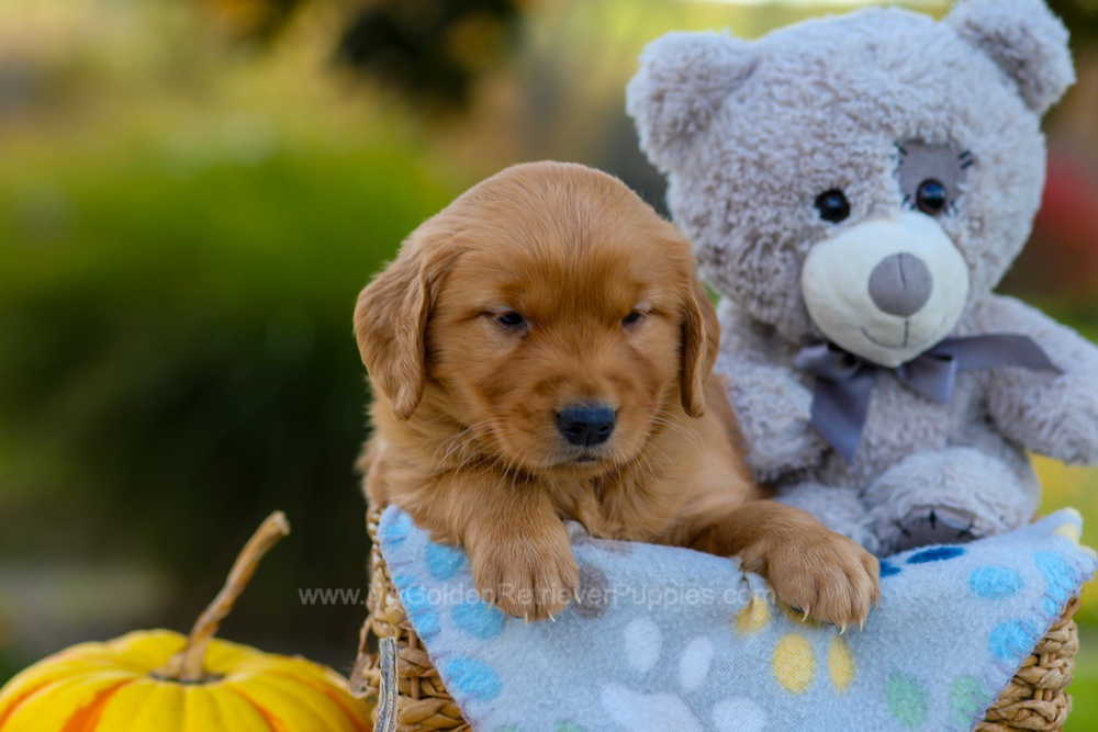 Cindy Image of Cindy, a Golden Retriever puppy