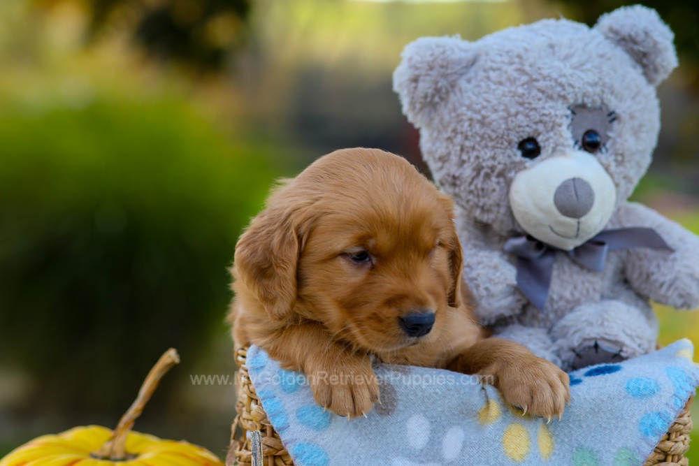 Cindy Image of Cindy, a Golden Retriever puppy