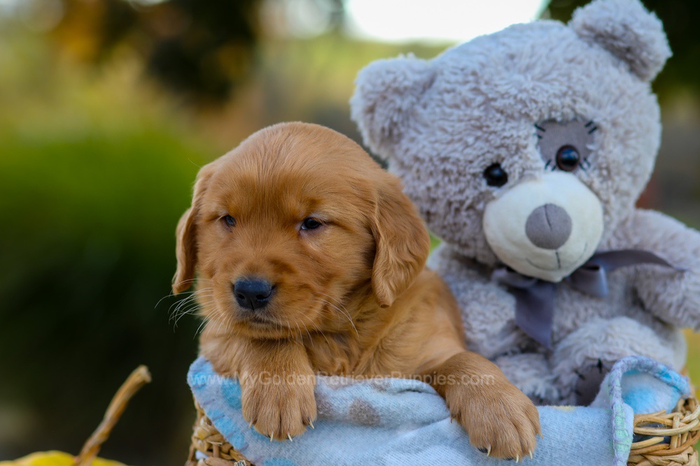Cindy Image of Cindy, a Golden Retriever puppy