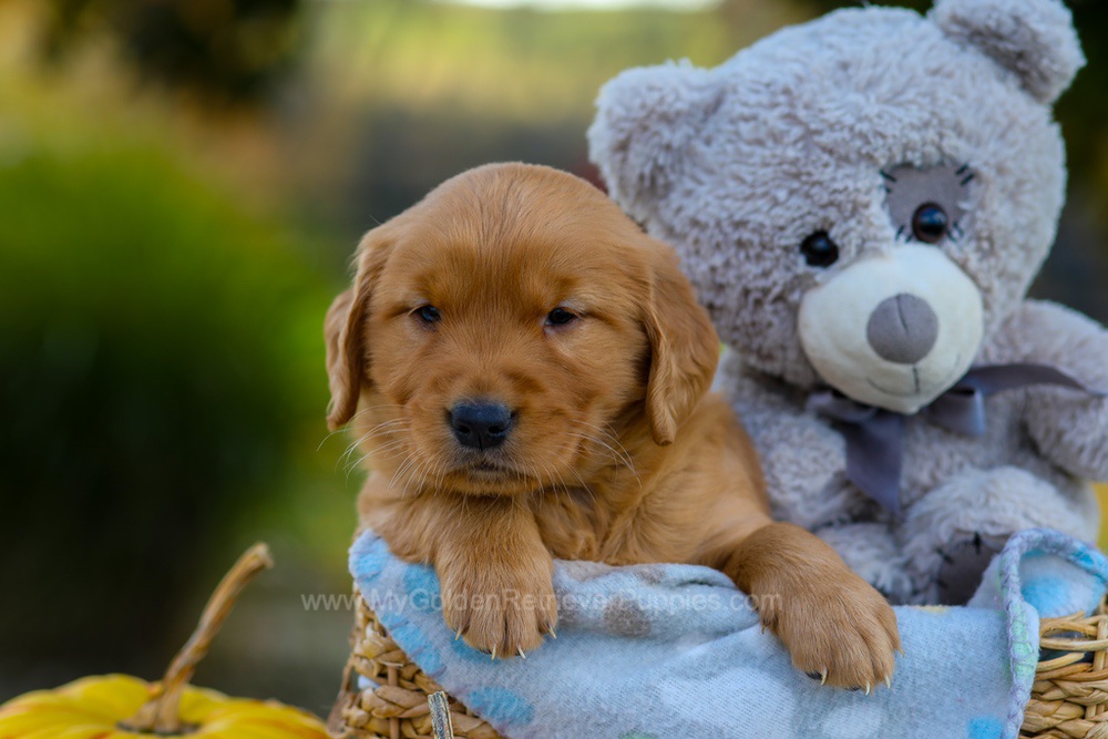Cindy Image of Cindy, a Golden Retriever puppy