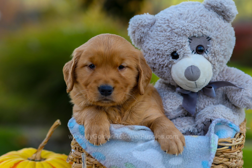 Cindy Image of Cindy, a Golden Retriever puppy