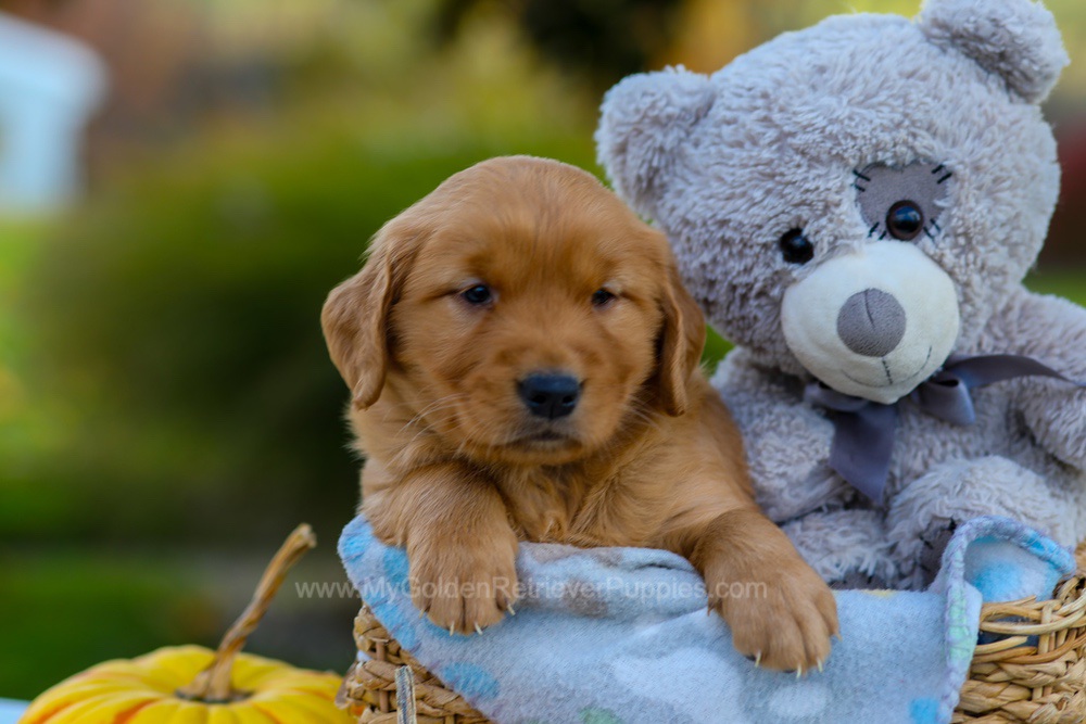 Cindy Image of Cindy, a Golden Retriever puppy