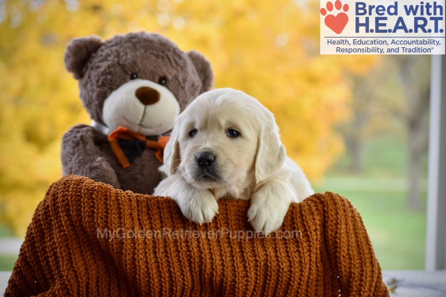 Colter Image of Colter, a Golden Retriever puppy