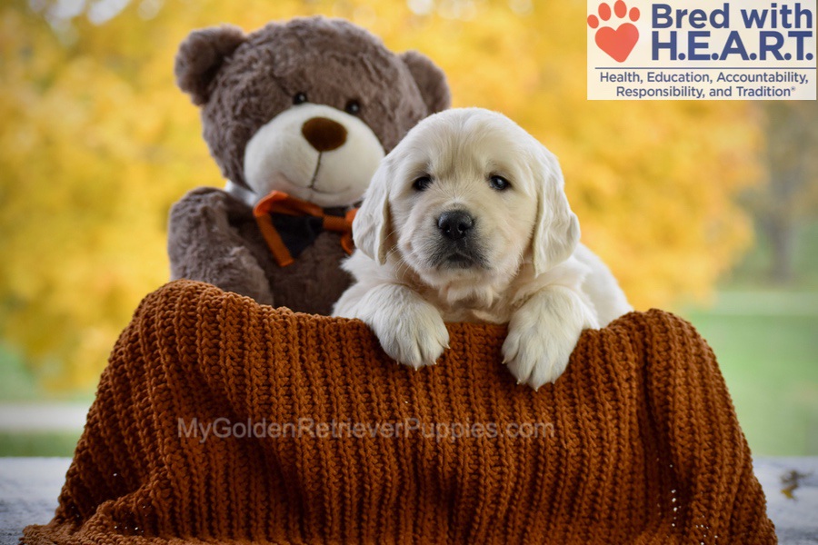 Colter Image of Colter, a Golden Retriever puppy