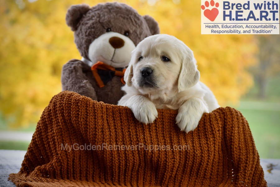 Colter Image of Colter, a Golden Retriever puppy