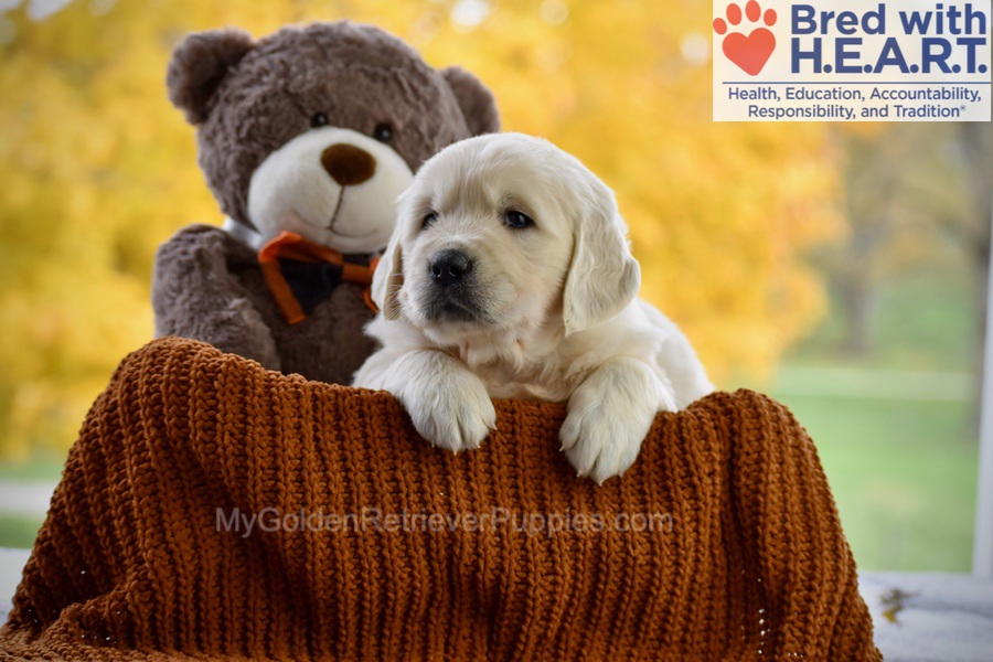 Colter Image of Colter, a Golden Retriever puppy