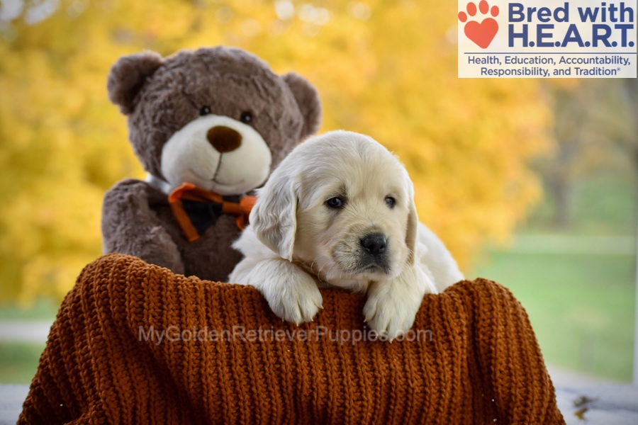 Colter Image of Colter, a Golden Retriever puppy