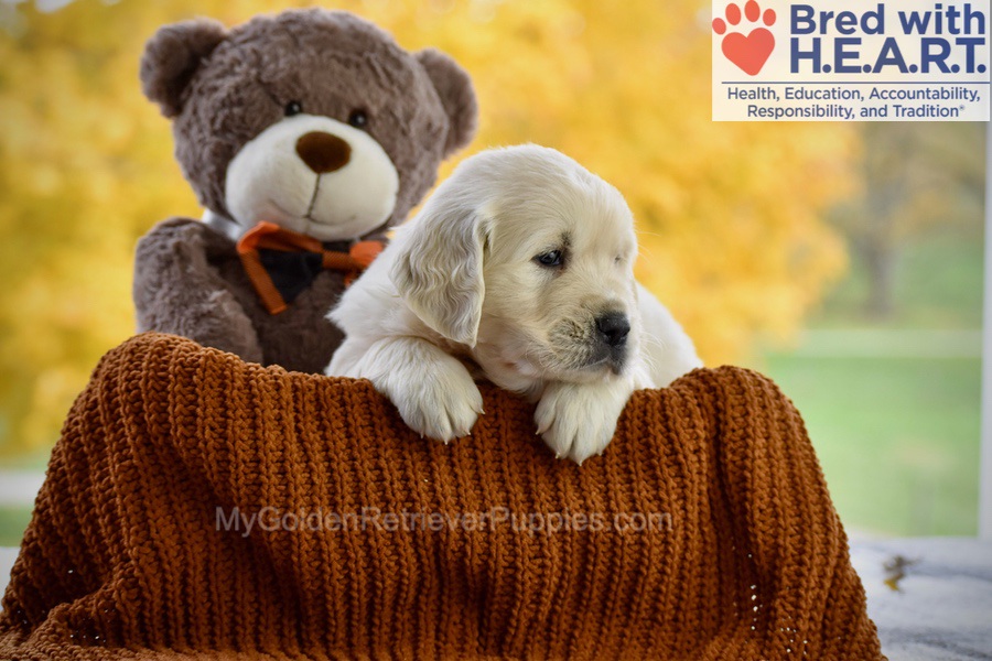 Colter Image of Colter, a Golden Retriever puppy