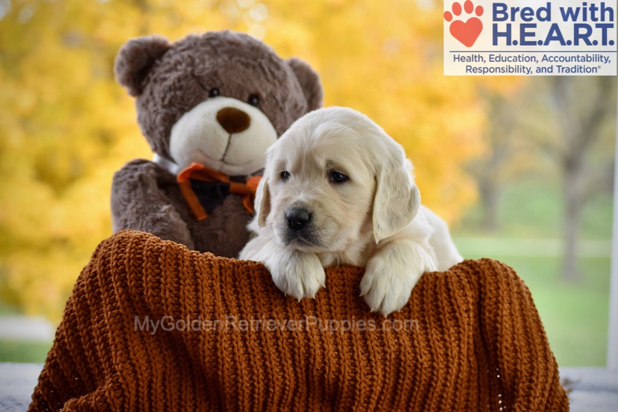 Colter Image of Colter, a Golden Retriever puppy