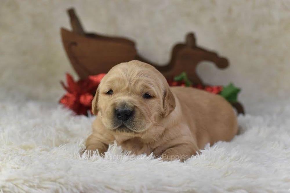 Comet Image of Comet, a Golden Retriever puppy