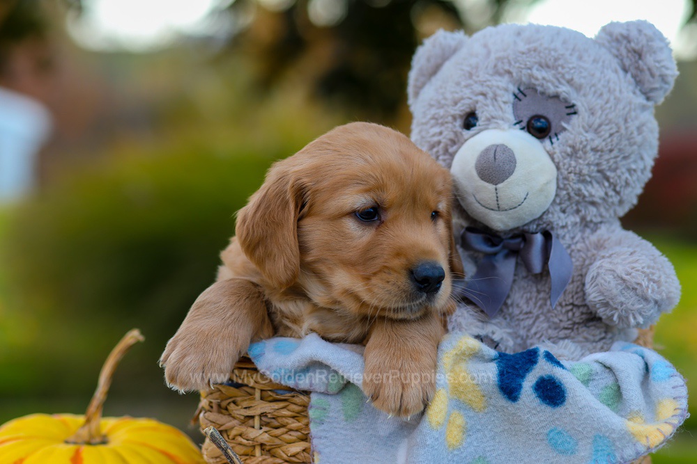 Cooper Image of Cooper, a Golden Retriever puppy