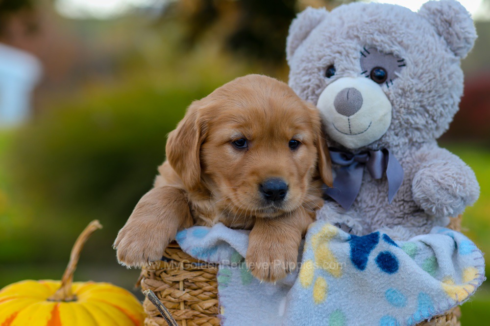 Cooper Image of Cooper, a Golden Retriever puppy