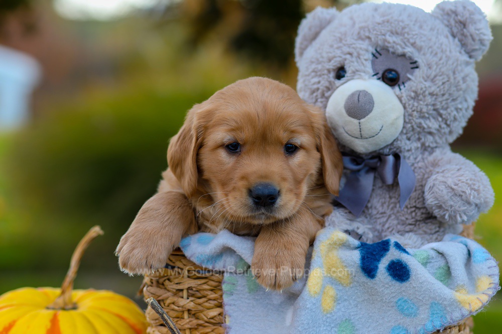Cooper Image of Cooper, a Golden Retriever puppy