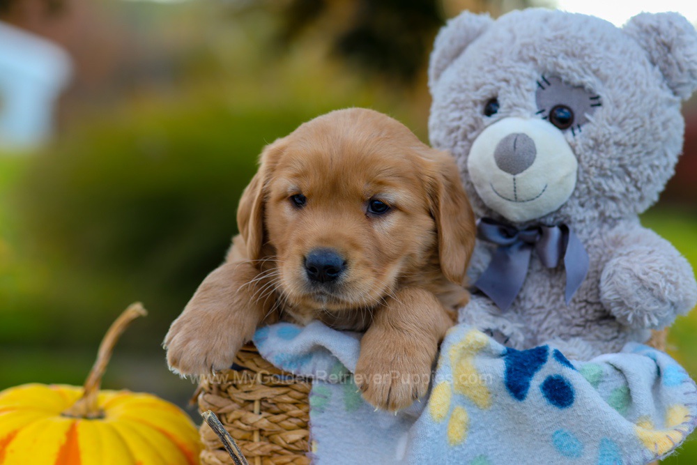 Cooper Image of Cooper, a Golden Retriever puppy