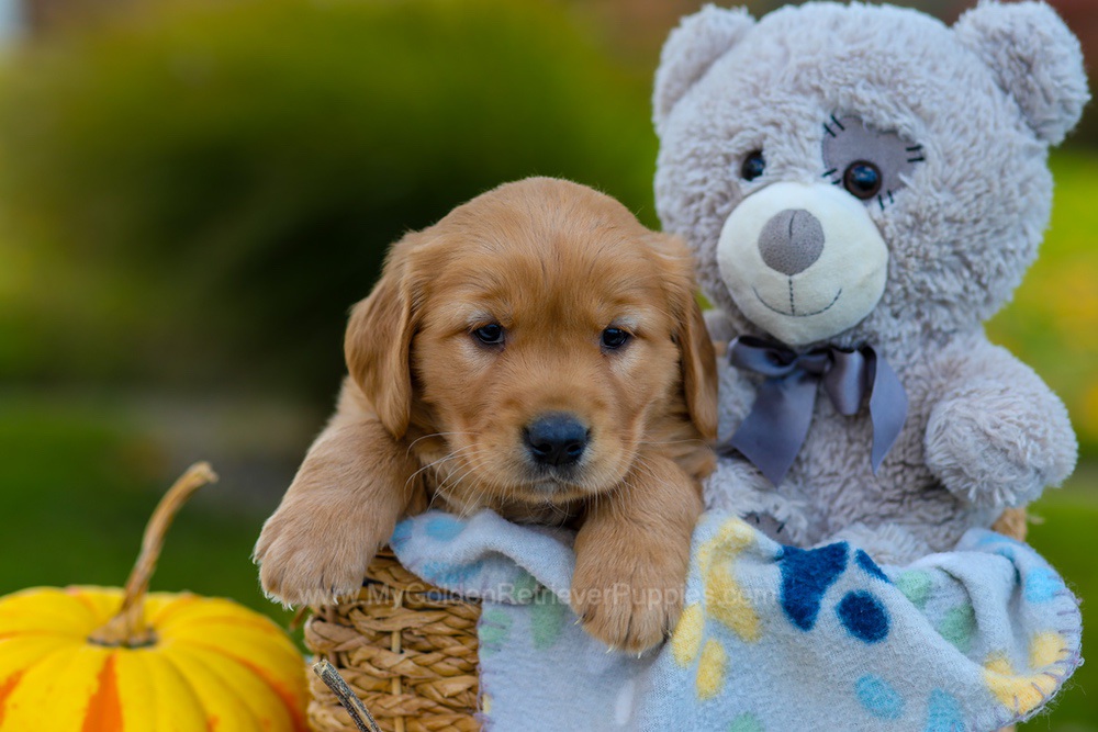 Cooper Image of Cooper, a Golden Retriever puppy