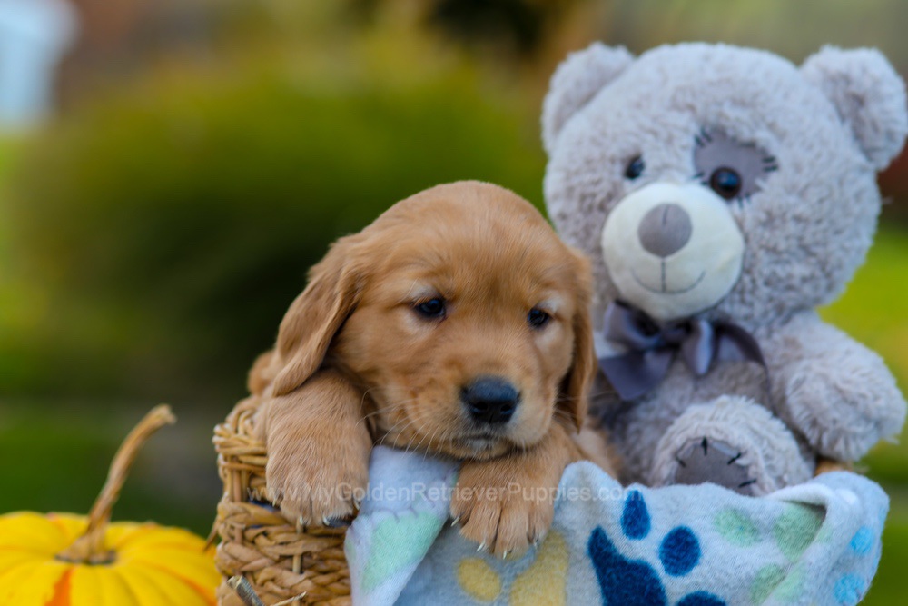 Cooper Image of Cooper, a Golden Retriever puppy