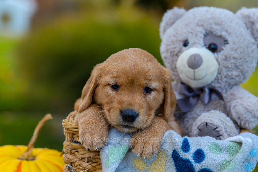 Cooper Image of Cooper, a Golden Retriever puppy