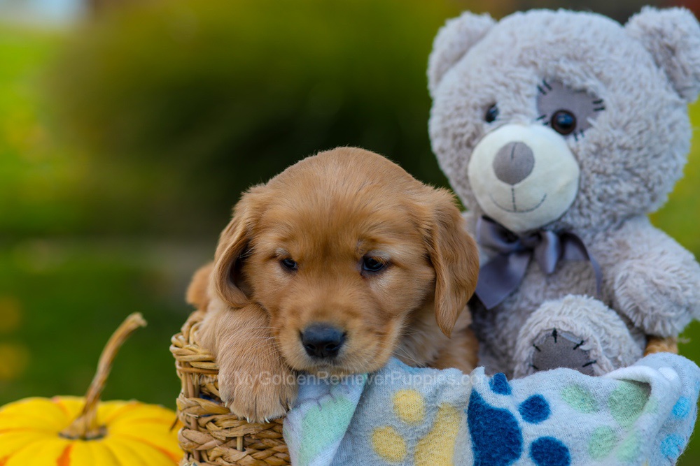 Cooper Image of Cooper, a Golden Retriever puppy