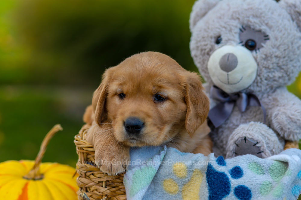 Cooper Image of Cooper, a Golden Retriever puppy
