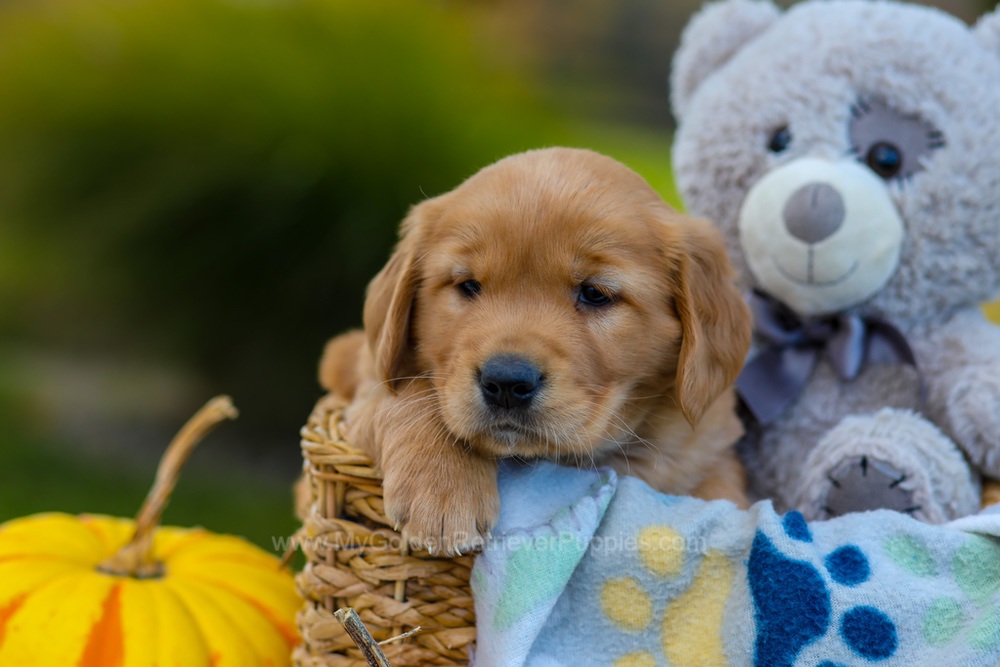 Cooper Image of Cooper, a Golden Retriever puppy