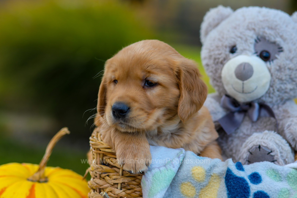 Cooper Image of Cooper, a Golden Retriever puppy