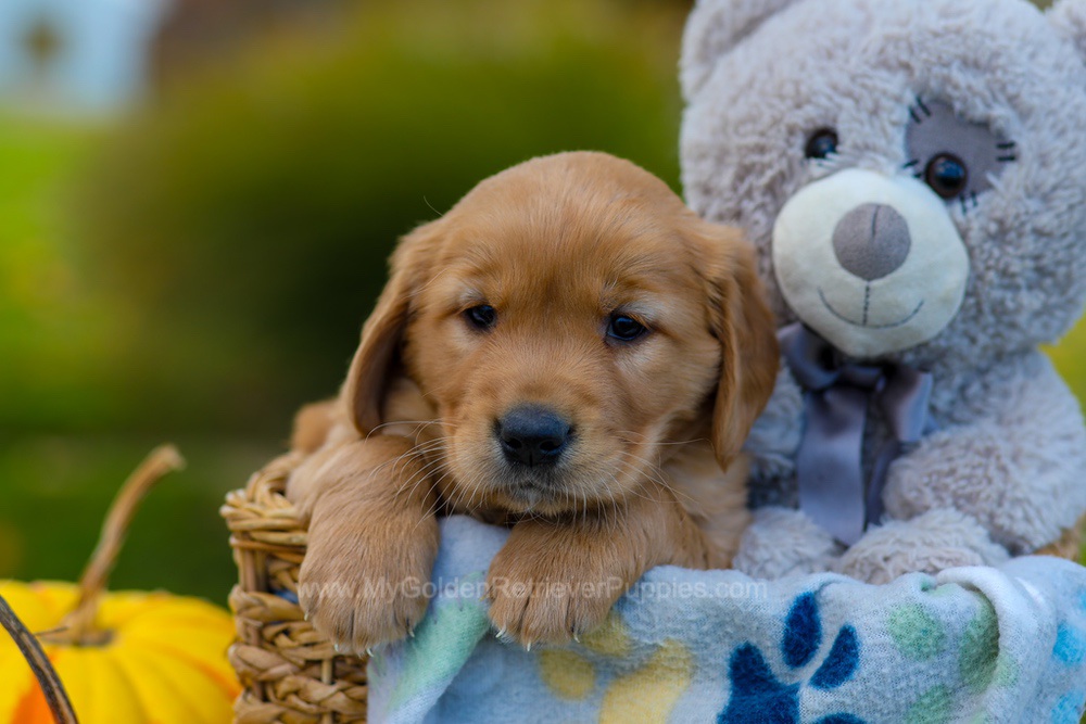 Cooper Image of Cooper, a Golden Retriever puppy