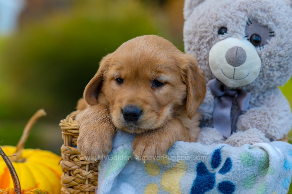 Cooper Image of Cooper, a Golden Retriever puppy