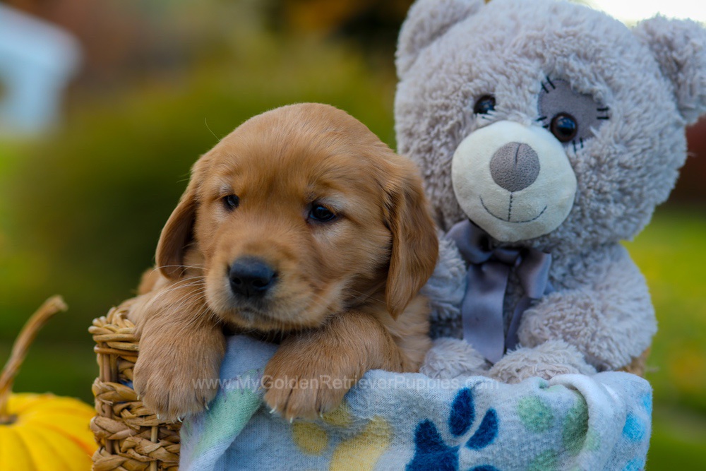 Cooper Image of Cooper, a Golden Retriever puppy