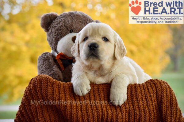 Copper - My Golden Retriever Puppies